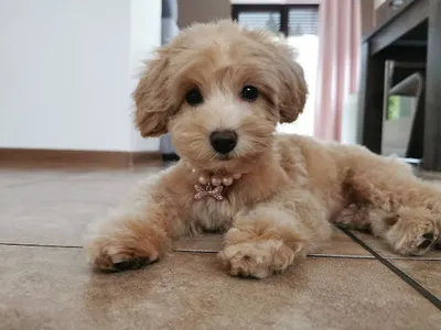 Kudłate Spa Salon pielęgnacji psów